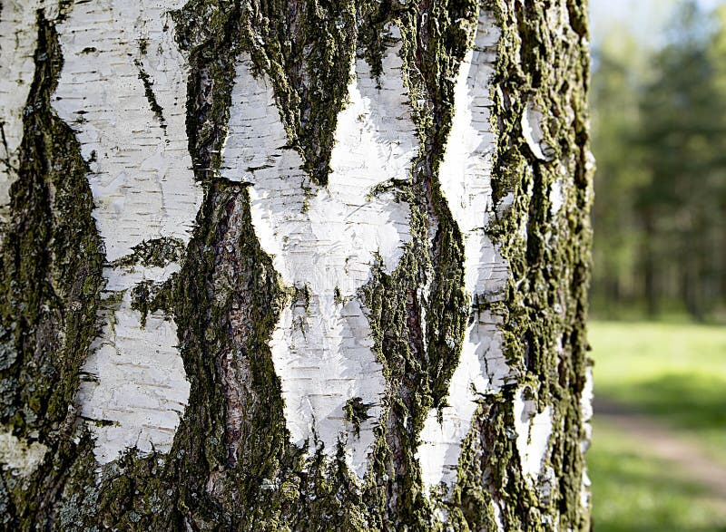 Texture of birch bark stock image