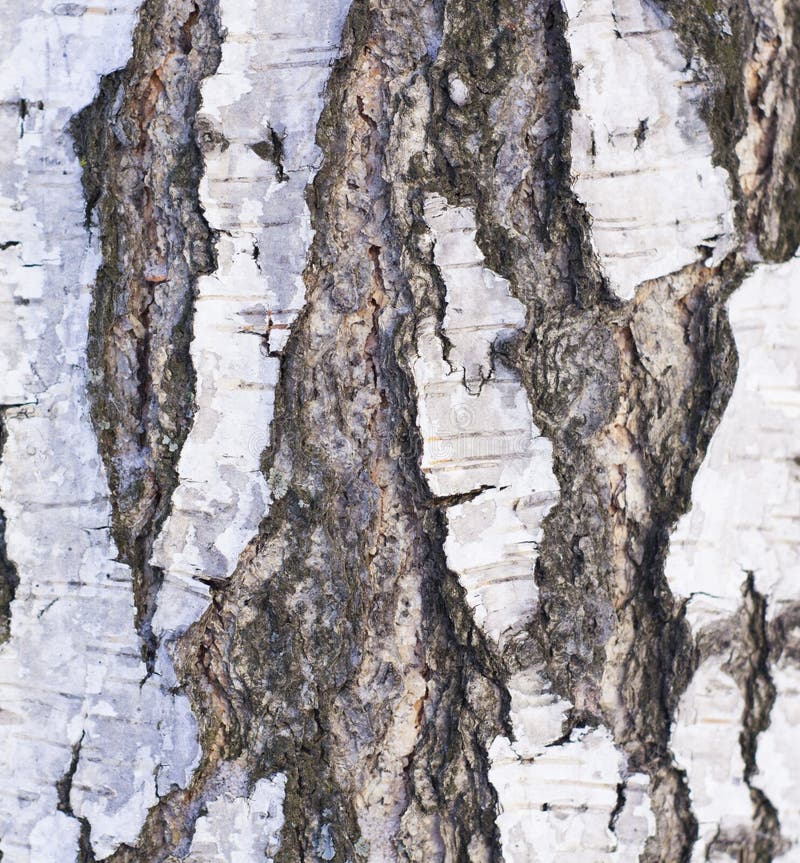 Birch Bark Material Texture