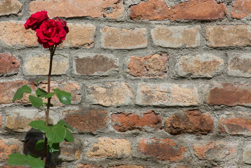 Texture of Brick Wall with Red Roses. Stock Image Image of style