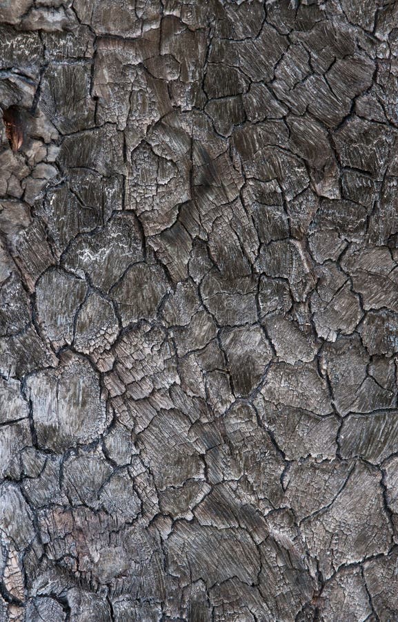 Texture of burnt tree after fire