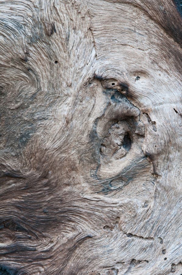 Texture of burnt tree after fire