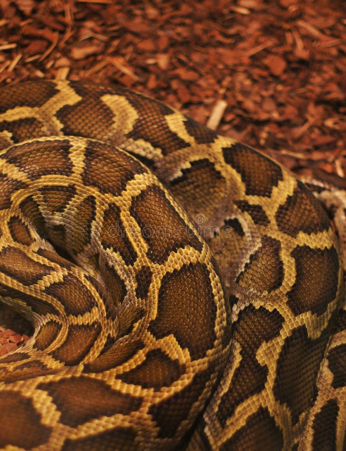 Texture close-up image of a deadly anaconda snake