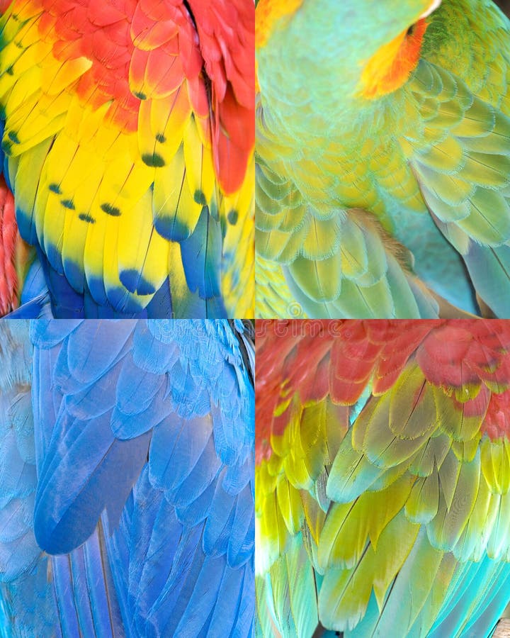 Texture colorée de configuration de ramassage de clavettes d'oiseau image libre de droits Texture colorée de configuration de ramassage de clavettes d'oiseau image libre de droits