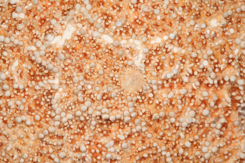 Texture of coral close up. Skeleton of sea plants. stock photography