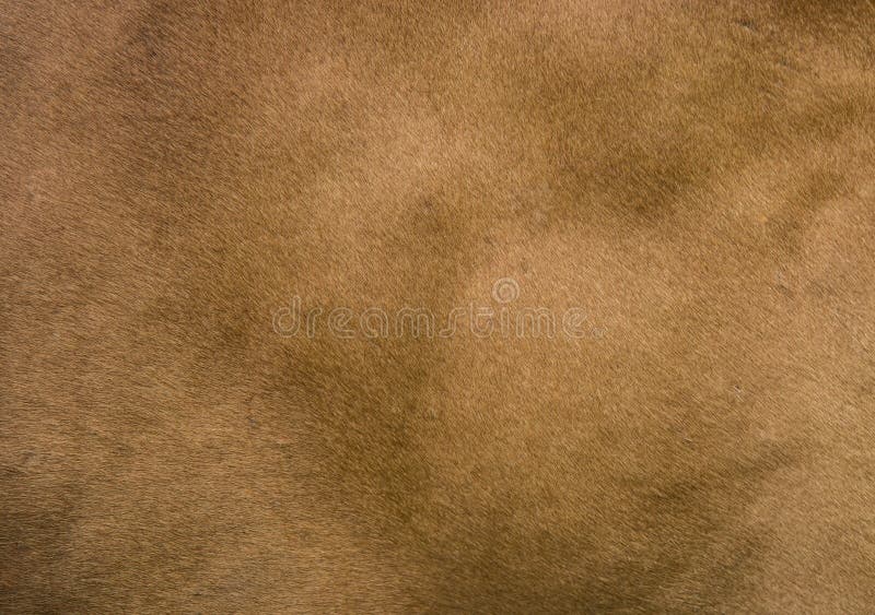 Texture of cow s skin. stock image. Image of skin, animal 78557053