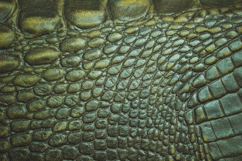 Green Crocodile Skin Texture As A Wallpaper Stock Photo, Picture and  Royalty Free Image. Image 17803866.