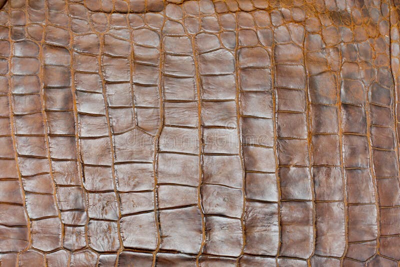 Texture d'or de peau de crocodile de teinte, plan rapproché images stock Texture d'or de peau de crocodile de teinte, plan rapproché images stock