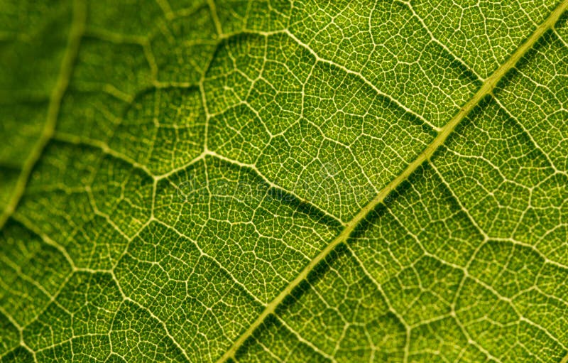 Texture d'une feuille verte fraîche photographie stock