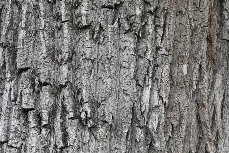 Texture d'écorce d'arbre photographie stock libre de droits Texture d'écorce d'arbre photographie stock libre de droits