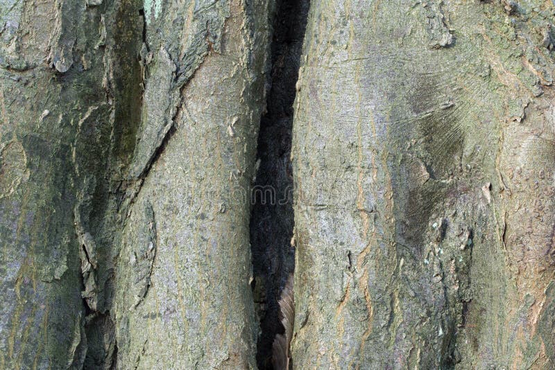 Texture d'écorce d'arbre image libre de droits Texture d'écorce d'arbre image libre de droits