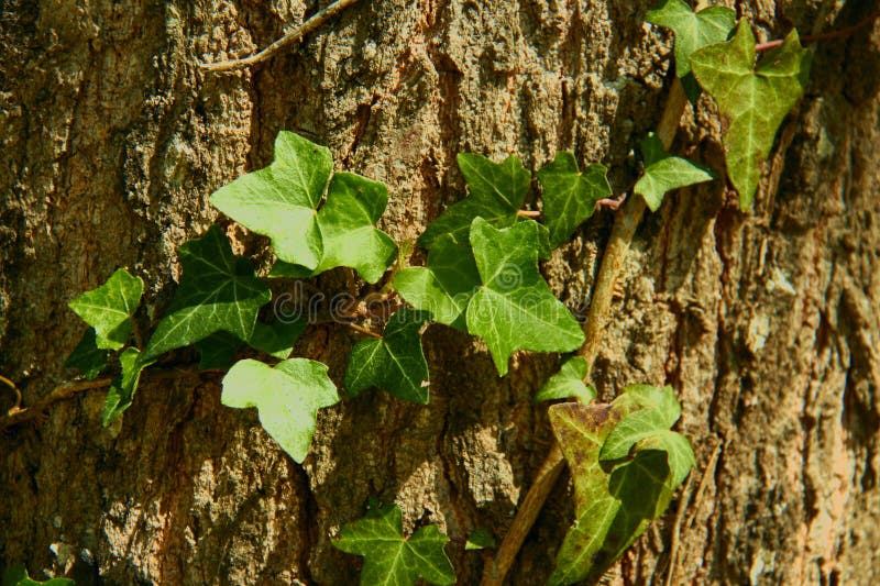 Texture dans le soulagement de l'?corce brune d'un arbre avec la vigne montant le tronc d'un ch?ne photo stock Texture dans le soulagement de l'?corce brune d'un arbre avec la vigne montant le tronc d'un ch?ne photo stock