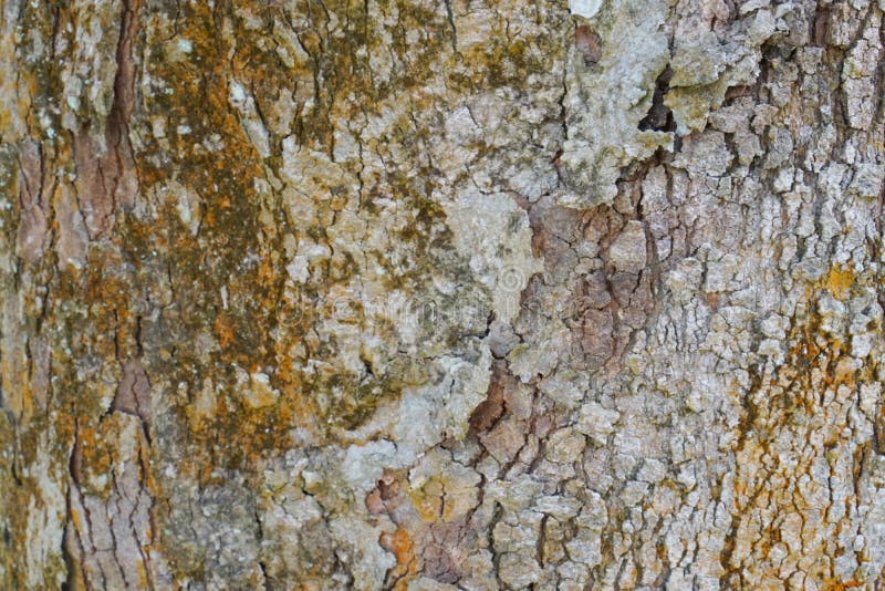 Téléchargement gratuit Images Texture De Detail De Tronc D Arbre En Tant Que Fond Naturel Papier le plus cool salutations