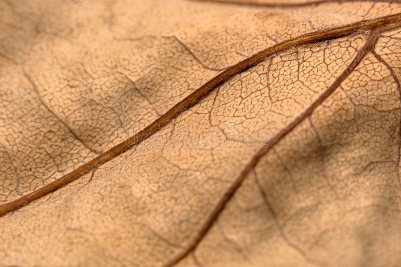 Texture de feuille sèche photos stock Texture de feuille sèche photos stock