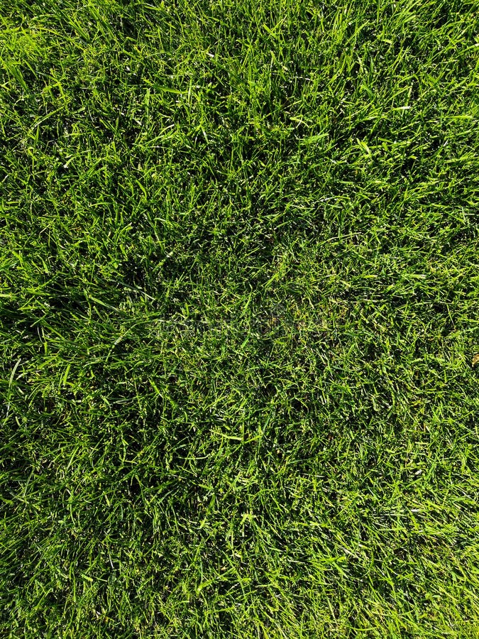 Texture de fond de l'herbe verte Golf ou terrain de football Arrière-plan et texture de l'herbe verte du terrain de golf photo stock Texture de fond de l'herbe verte Golf ou terrain de football Arrière-plan et texture de l'herbe verte du terrain de golf photo stock