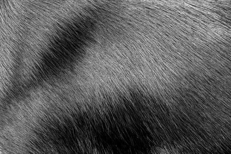 Texture de fourrure de chien noir photos stock Texture de fourrure de chien noir photos stock