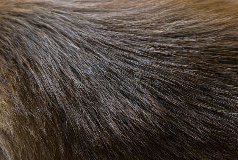 Texture de fourrure de chien images stock Texture de fourrure de chien images stock