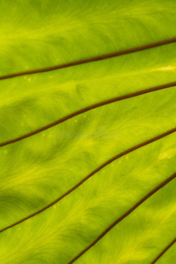 Texture de lame images stock Texture de lame images stock