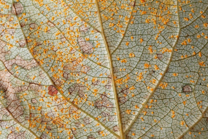Texture de lame photographie stock Texture de lame photographie stock