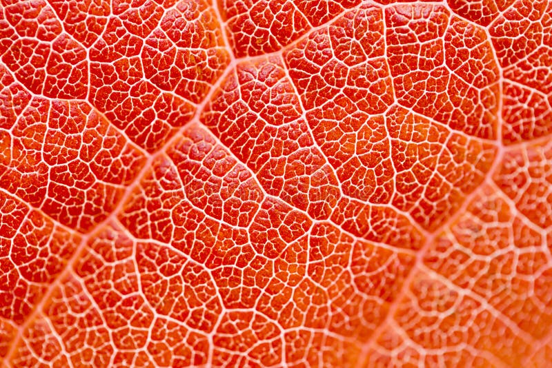 Texture de lame photo stock Texture de lame photo stock