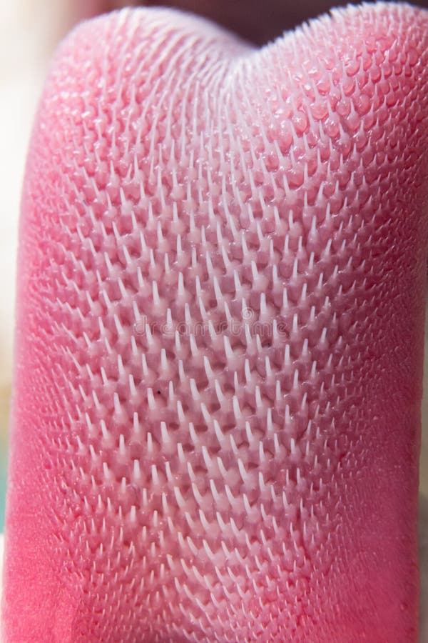 Texture De Langue De Chat Image Stock Image Du Carnassier