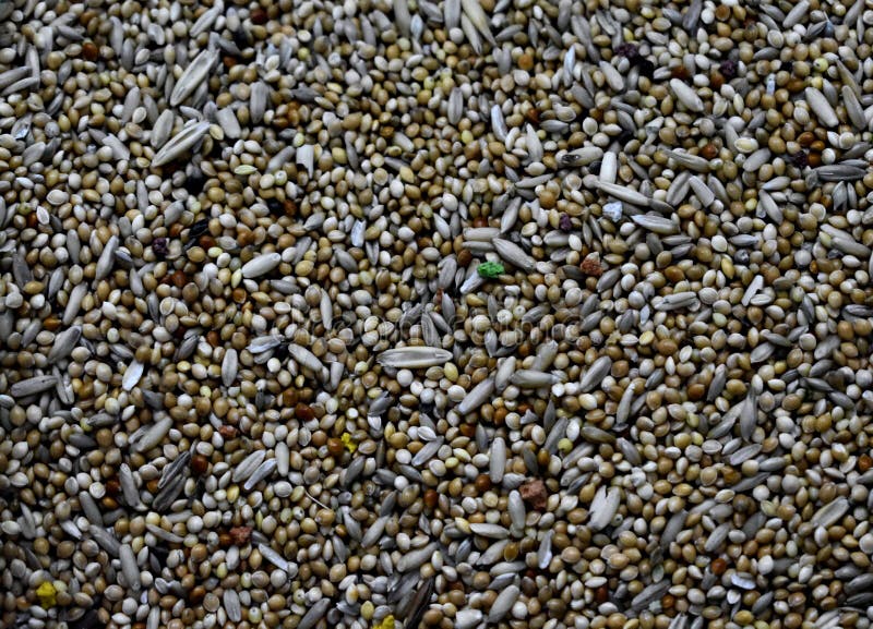 Texture de nourriture de perruche photo stock Texture de nourriture de perruche photo stock