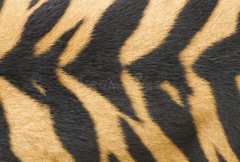Texture de peau réelle de tigre (fourrure) image libre de droits Texture de peau réelle de tigre (fourrure) image libre de droits