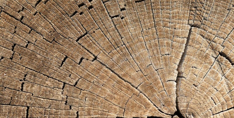 Texture de tronçon d'arbre photos libres de droits Texture de tronçon d'arbre photos libres de droits