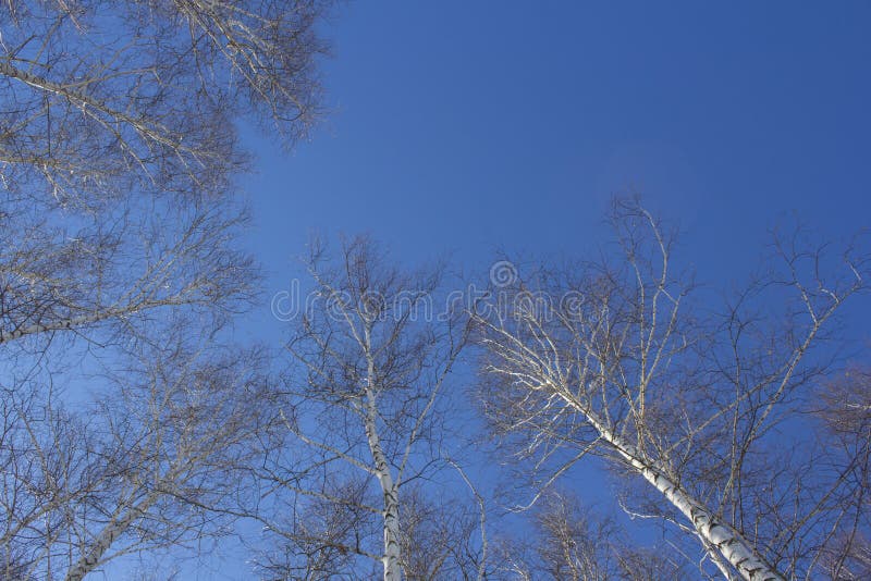 Texture des arbres dans la forêt tirée de bas en haut contre le ciel bleu image libre de droits Texture des arbres dans la forêt tirée de bas en haut contre le ciel bleu image libre de droits