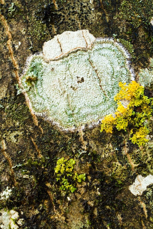 texture detail of a tree