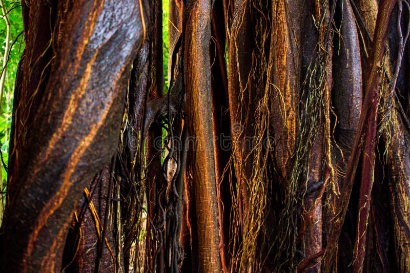 Texture details and asymmetrical pattern of intertwined tree roots, with tones of brown, yellow and orange plus a bit of green on the background