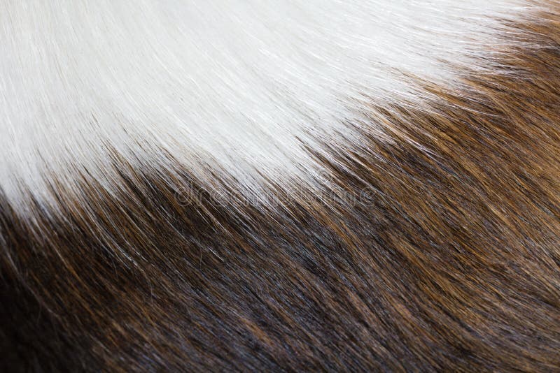 Texture of dog fur stock photo. Image of details, color - 34803700