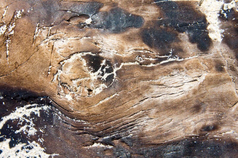 Texture of dry old wood burnt by fire, sun dried lying on a sandy seashore royalty free stock photos Texture of dry old wood burnt by fire, sun dried lying on a sandy seashore royalty free stock photos