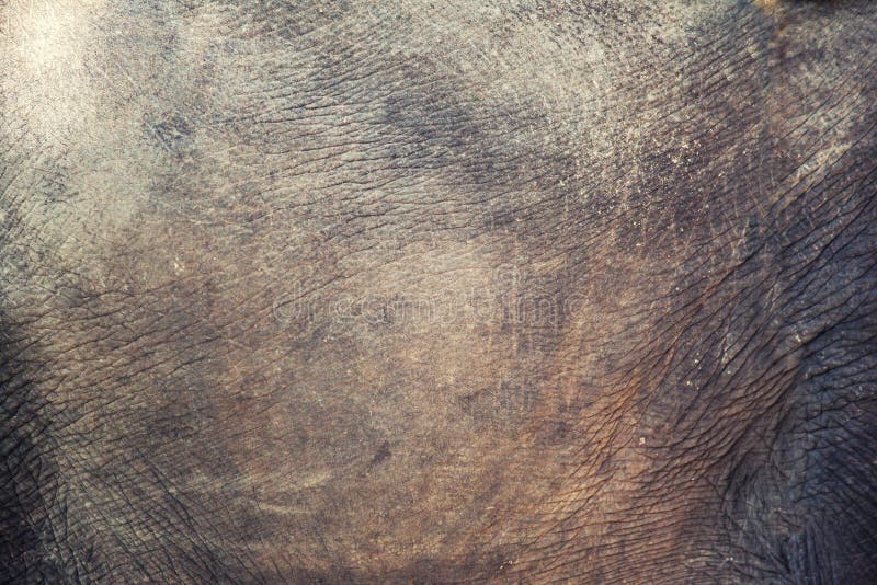 Texture of elephant skin