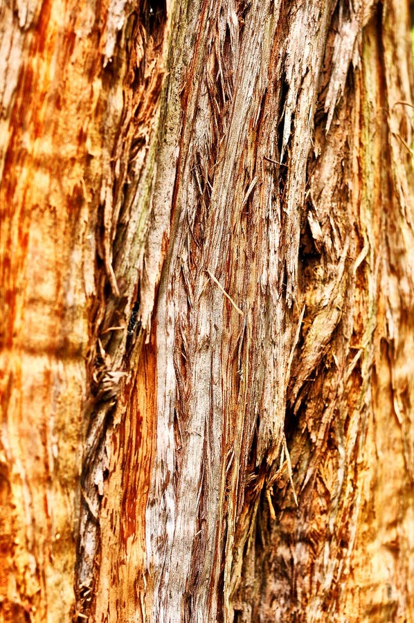Texture en bois de Bakground image libre de droits Texture en bois de Bakground image libre de droits