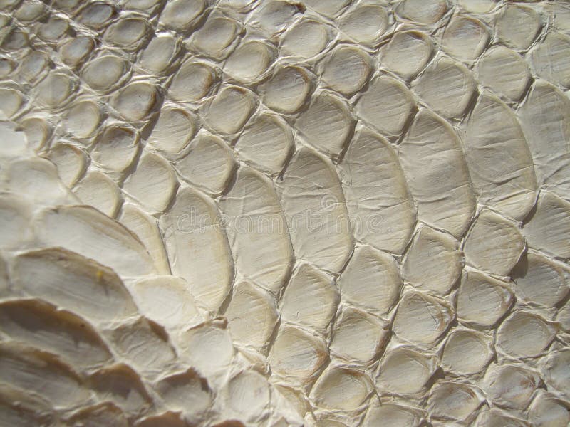 Texture of Exotic Leather. Python Skin, White Snakes Stock Photo ...