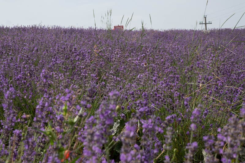 Texture of Fields Full of Lavender with Its Vivid Deep Purple Colors ...