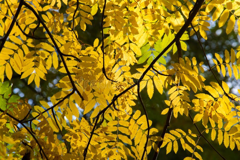 Texture, fond, modèle Feuilles d'automne rouges de vert jaune dessus photographie stock libre de droits Texture, fond, modèle Feuilles d'automne rouges de vert jaune dessus photographie stock libre de droits