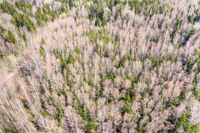 Texture of forest view from above. forest pattern. aerial view royalty free stock image Texture of forest view from above. forest pattern. aerial view royalty free stock image