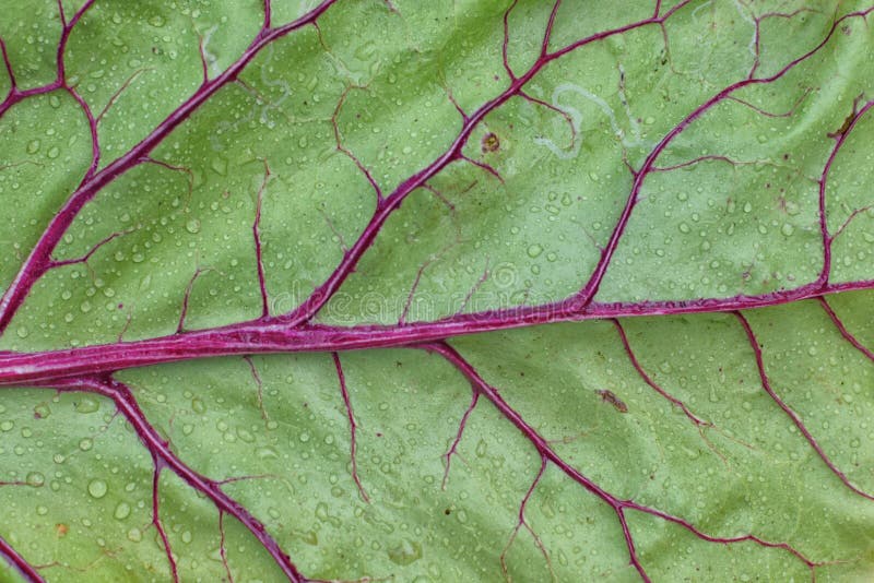 Texture of Fresh Green Beet Leaf with Red Vein Stock Image Image of