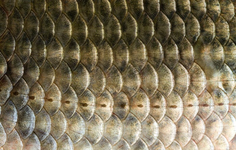 Texture of Freshwater Fish Scales Stock Photo - Image of scales