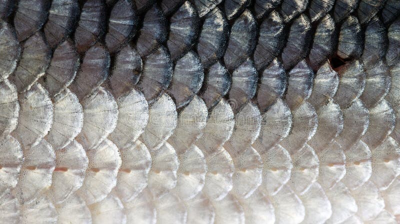 Texture of Freshwater Fish Scales Stock Image - Image of focus, fish:  162484305
