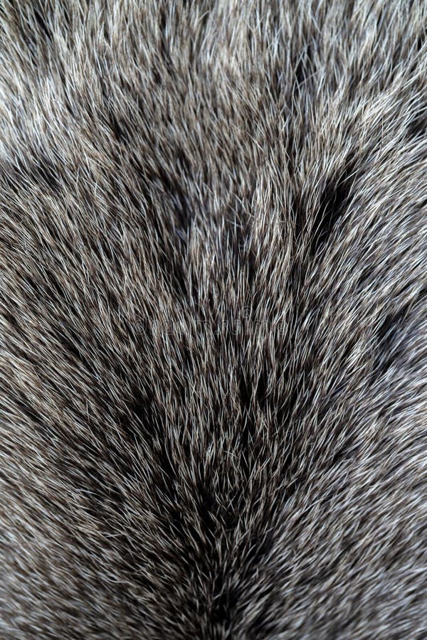 The Texture of the Fur of a Bear. Stock Image Image of detail, soft