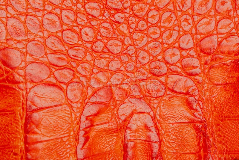 790 Red Crocodile Leather Texture Stock Photos - Free & Royalty-Free Stock  Photos from Dreamstime