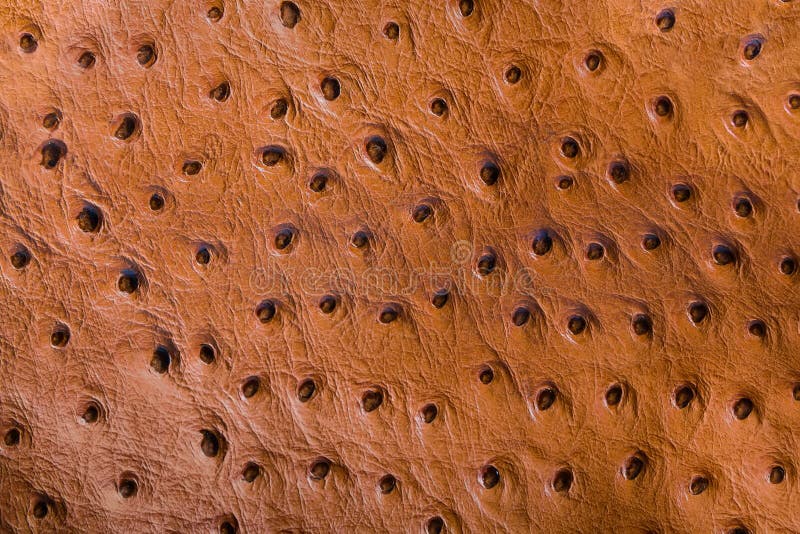 Genuine Ostrich Leather Light Brown Color, Texture, Background Stock Image - Image of skinnery, aesthetic: 191039053 Genuine Ostrich Leather Light Brown Color, Texture, Background Stock Image - Image of skinnery, aesthetic: 191039053