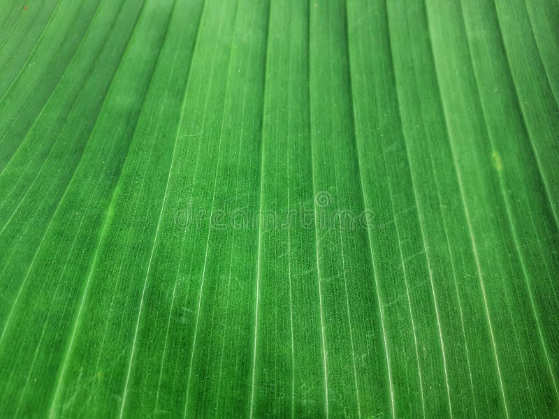 Texture of green banana leaf. Banana leaf background image. Closeup image of banana leaf.