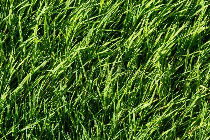 Texture Green Grass on the Lawn. Beautiful Green Background in High