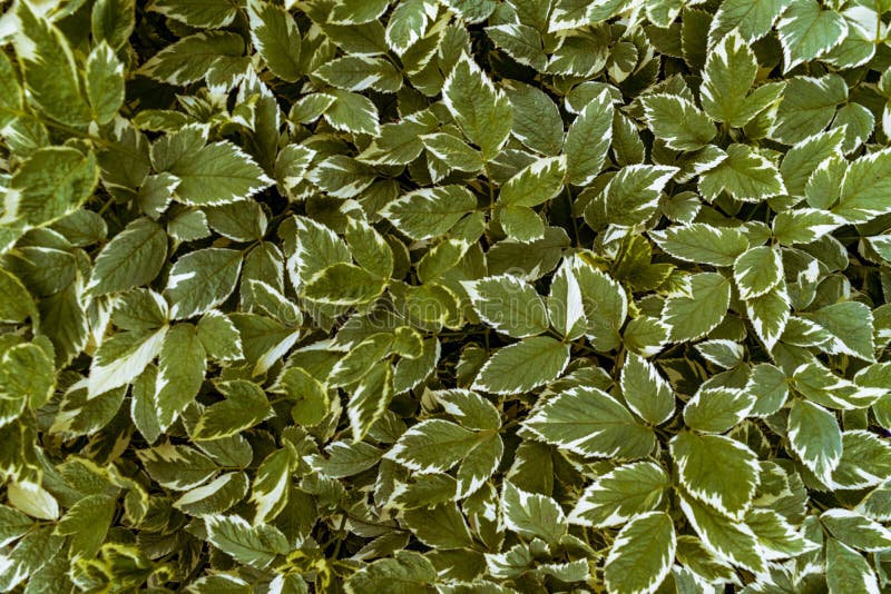 Texture of green leaves. Abstract background, wallpaper plants royalty free stock photography Texture of green leaves. Abstract background, wallpaper plants royalty free stock photography
