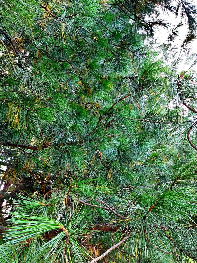 The Texture of Green Needles of Korean Cedar Pine. Stock Photo Image