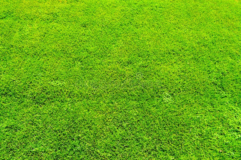 Texture Green Summer Grass, Fresh, Light Green, Bright, Soft, Natural  Natural Grass Cover, Golf Courses, Football Field, Field for Stock Photo -  Image of close, beautiful: 120426134