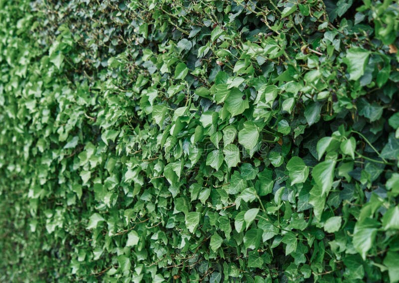 Texture of Green Vine Leaf. Vine Leaf Texture Background Stock Photo